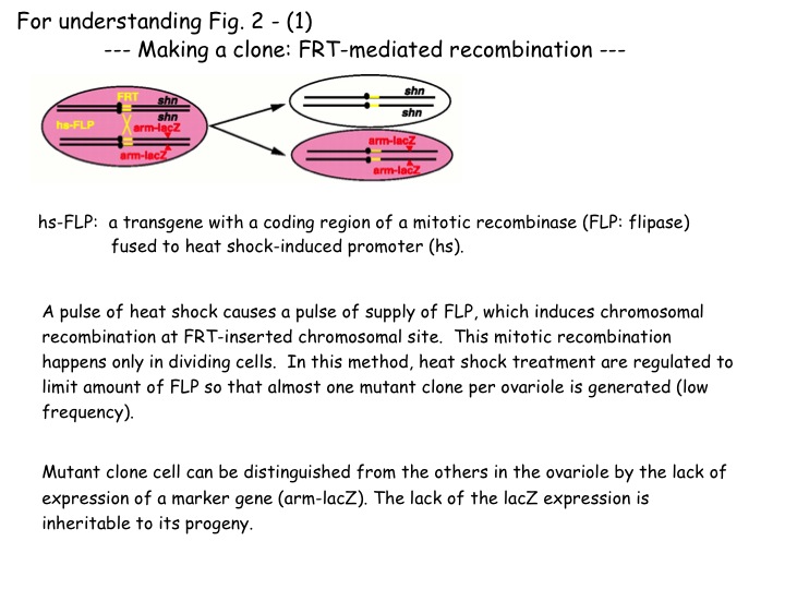 sfig2